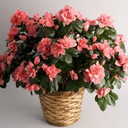 Рододендрон симса Aiko Pink