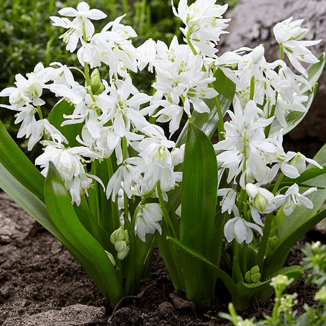 Пролеска сибирская Альба (Scilla siberica Alba)