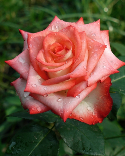 роза Блаш (Blush)