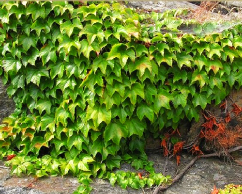 Виноград девичий триостренный Вичи (Parthenocissus tricuspidata Veitchii)