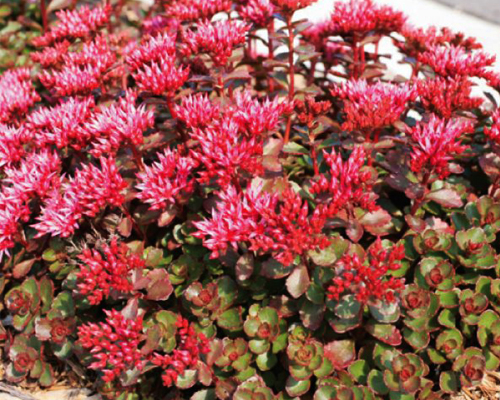 Седум ложный Фулдаглут (Sedum spurium Fuldaglut)