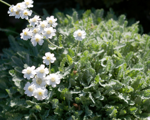 Тысячелистник зонтичный (Achillea umbellata)