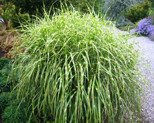 Мискантус китайский Зебринус (Miscanthus sinensis Zebrinus)
