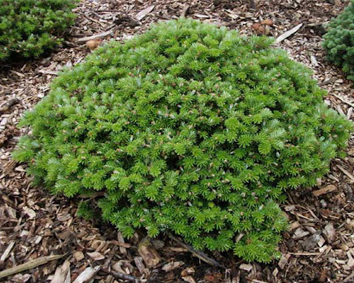 Пихта корейская Дарк Хилл (Abies koreana Dark Hill)