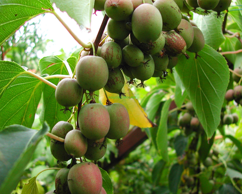 Актинидия аргута Вейки женская (Actinidia arguta Weiki famale)