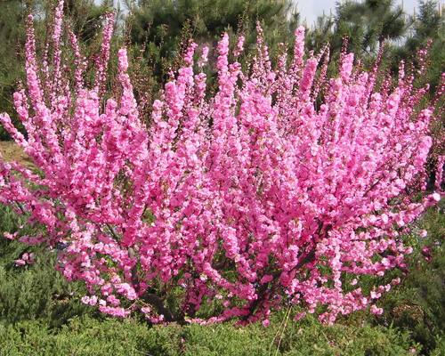 Миндаль трехлопастной (Prunus Triloba)
