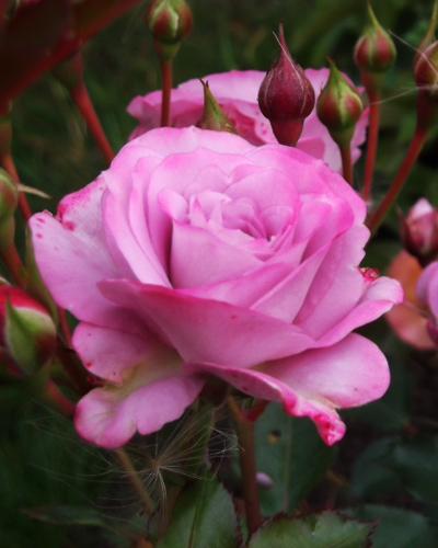 роза Лавендер Джувел (Lavender Jewel)