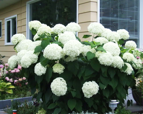 Гортензия древовидная Аннабель (Hydrangea arborescens Annabelle)