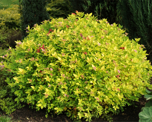 Спирея японская Голдмаунд (Spiraea japonica Goldmound)