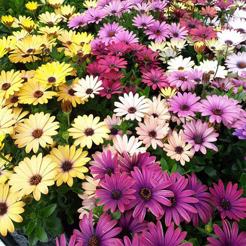 Остеоспермум кустовой в ассортименте (Osteospermum)