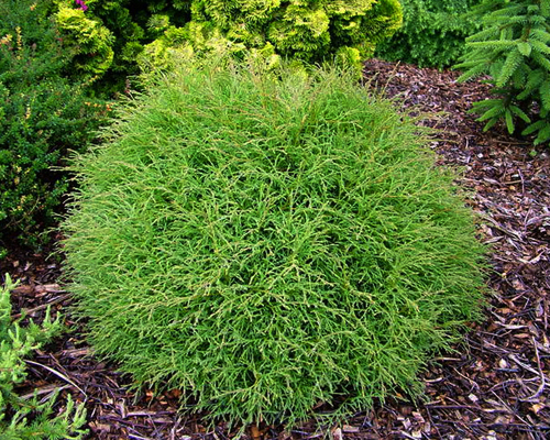 Туя западная Мистер Боулинг Болл (Thuja occidentalis Mr.Bowling Ball)