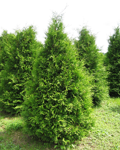 Туя западная Брабант (Thuja occidentalis Brabant)