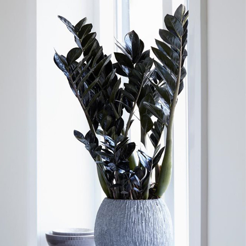 Замиокулькас Рэйвен (Zamioculcas Raven)