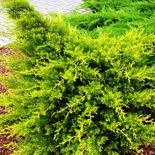 Можжевельник китайский Куривао Голд (Juniperus chinensis Kuriwao Gold)