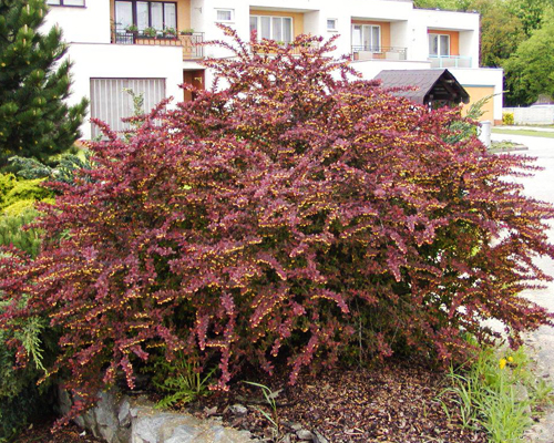 Барбарис тунберга Атропурпуреа (Berberis thunbergii Atropurpurea)