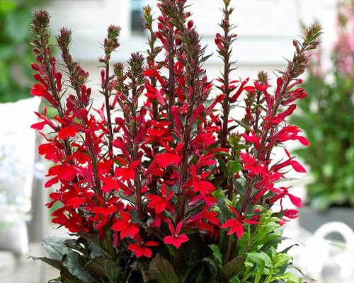 Лобелия прекрасная Фан Скарлет (Lobelia speciosa Fan Scarlet)