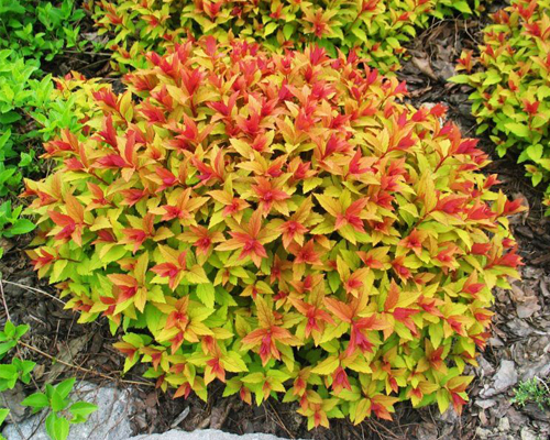 Спирея японская Голдфлейм (Spiraea japonica Goldflame)