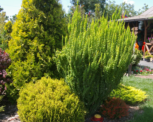 Барбарис тунберга Эректа (Berberis thunbergii Erecta)