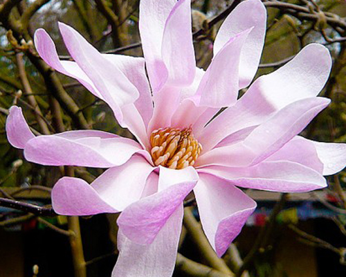 Магнолия звездчатая Розеа (Magnolia stellata Rosea)