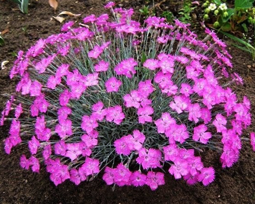 Гвоздика серовато-голубая Пинк Бланка (Dianthus gratianopolitanus Pink Blanca)