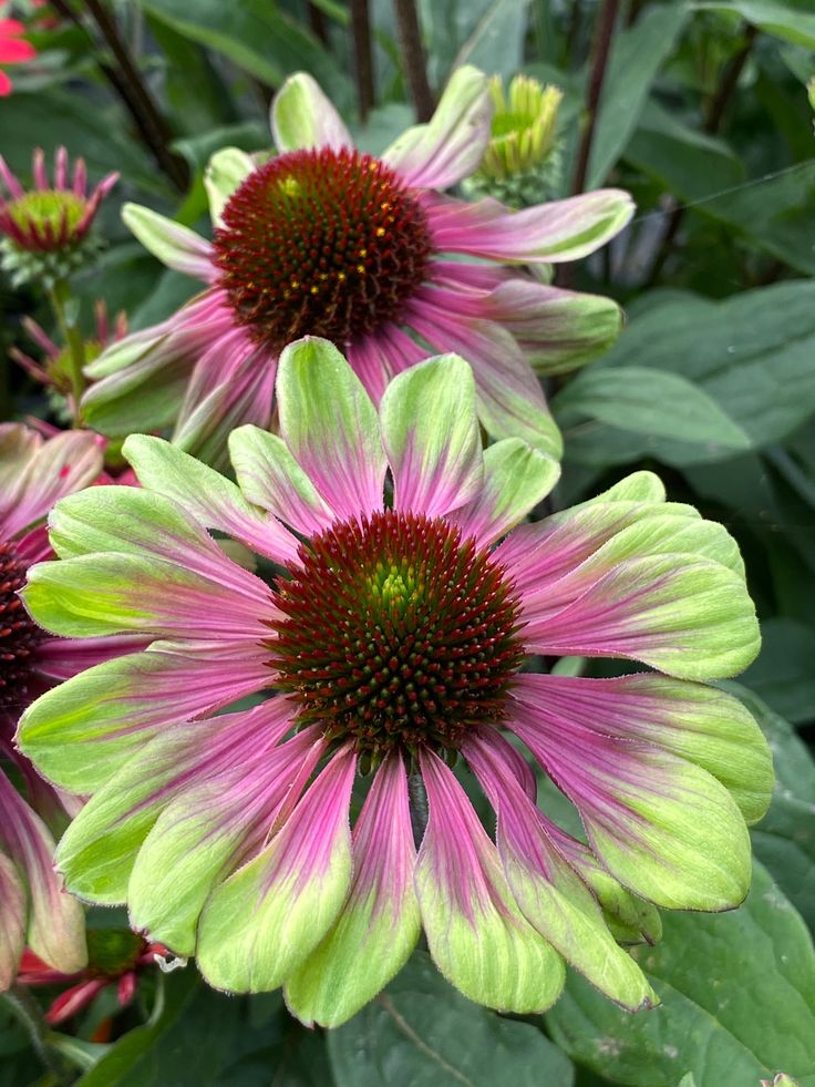 Echinacea purpurea Sweet Sandia