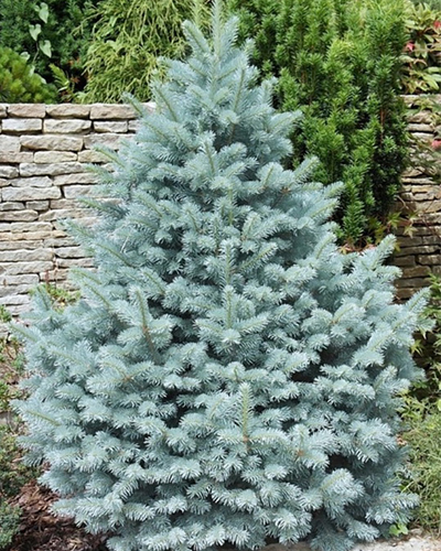 Ель колючая Маджестик Блю (Picea pungens glauca Majestic Blue)