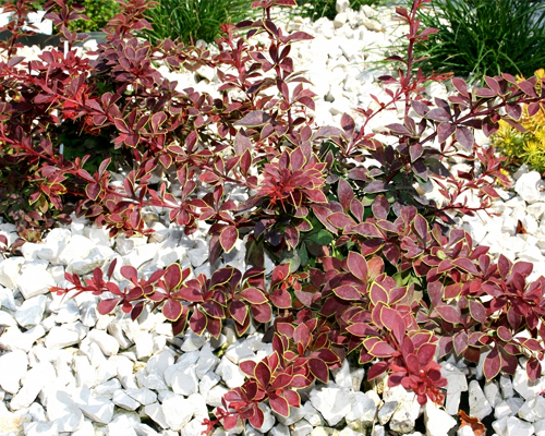 Барбарис тунберга Коронита (Berberis thunbergii Coronita)