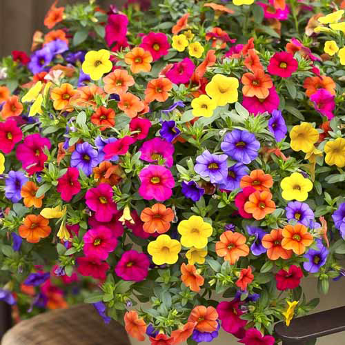 Калибрахоа (Calibrachoa)