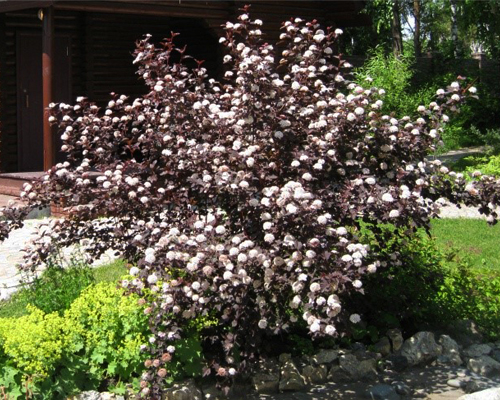 Пузыреплодник калинолистный Дьяболо (Physocarpus opulifolius Diablo)