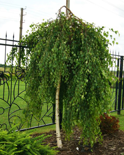 Береза повислая Юнги (Betula pendula Youngii)