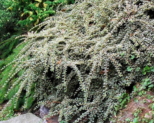 Кизильник горизонтальный Вариегатус (Cotoneaster atropurpureus Variegatus)
