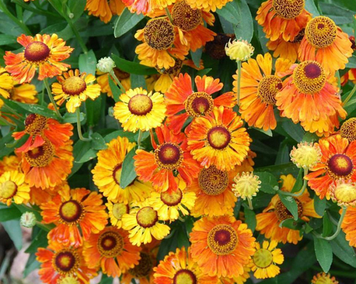 Гелениум Марди Грас (Helenium Mardi Gras)