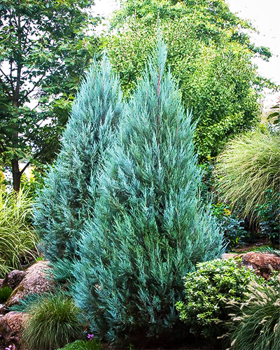 Можжевельник скальный Мунглоу (Juniperus scopulorum Moonglow)