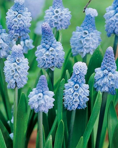 Мускари azureum