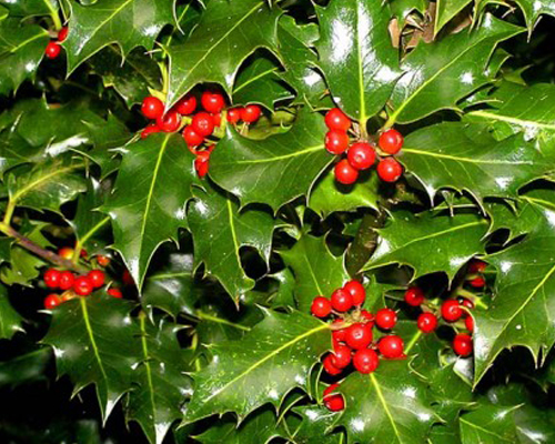 Падуб остролистный Аляска (Ilex aquifolium Alaska)