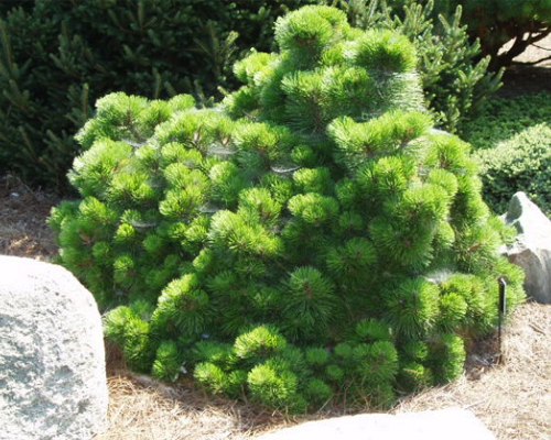 Сосна черная Хельга (Pinus nigra Helga)