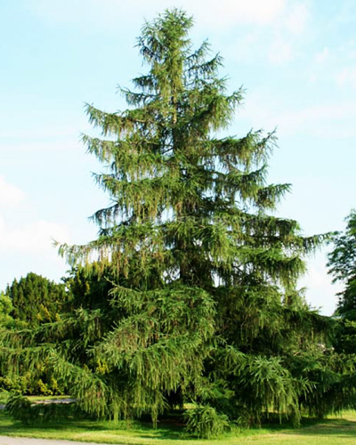 Лиственница европейская (Larix decidua)