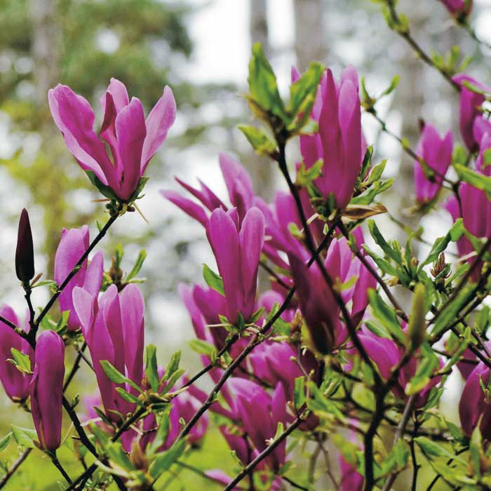 Магнолия суланжа Сьюзан (Magnolia soulangeana Susan)