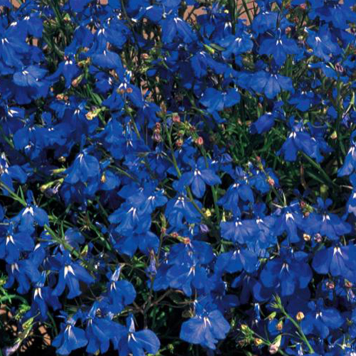 Лобелия прямостоячая Ривьера Марин Блю (Lobelia erinus Riviera Marine Blue)