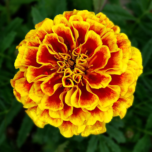Тагетес отклоненный Бонанза Флейм (Tagetes patula Bonanza Flame)