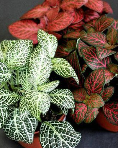 Фиттония Вершафельта (Fittonia vershaffeliti)