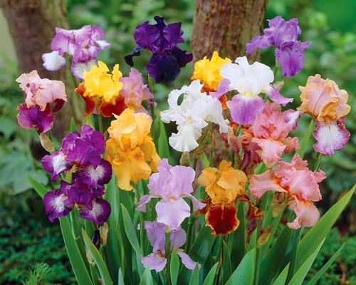 Ирис бородатый (Iris)