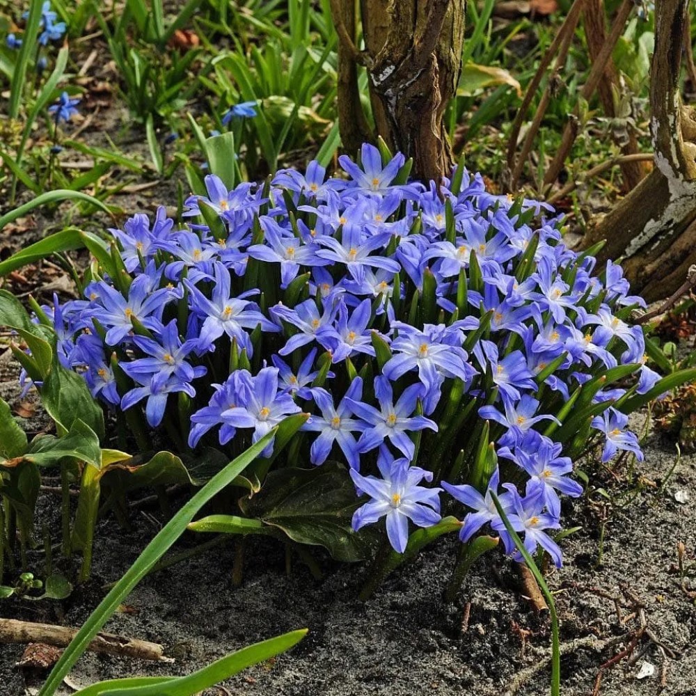 Хионодокса люцилии (Chionodoxa luciliae)
