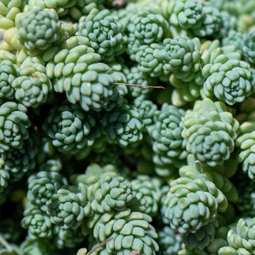 Седум густолистный Блю Тирз (Sedum dasyphyllum Blue Tears)