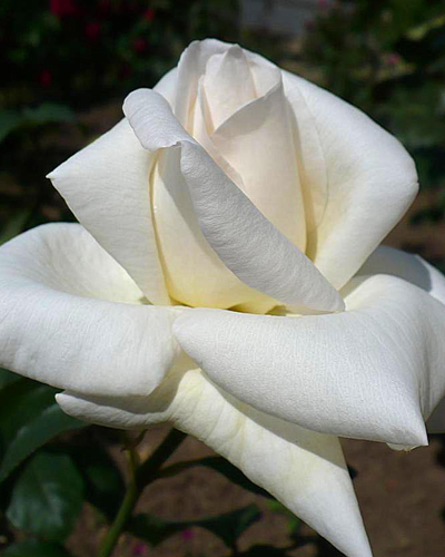 роза Белый Лебедь (White Swan)