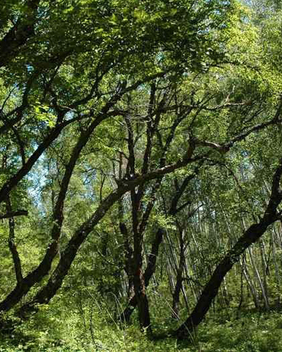 Береза черная (Betula nigra)
