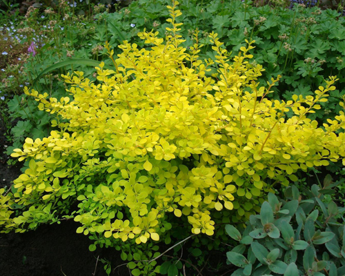 Барбарис тунберга Голден Горизонт (Berberis thunbergii Golden Horizont)