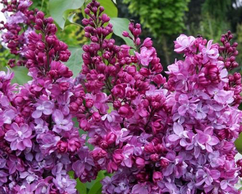 Сирень обыкновенная Князь Волконский (Syringa vulgaris Prince Wolkonsky)