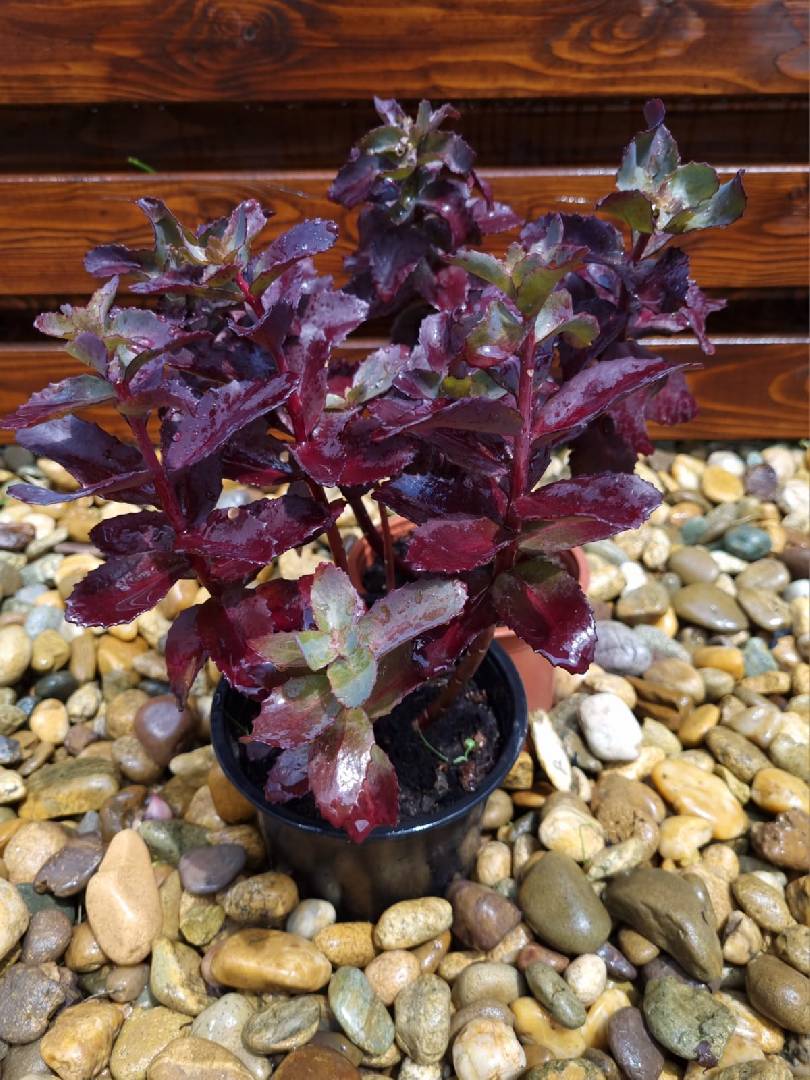 Седум (очиток) видный Черри Траффл (Sedum telephium Cherry Truffle)