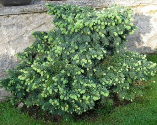 Псевдотсуга мензиса Флетчери (Pseudotsuga menziesii Fletcheri)